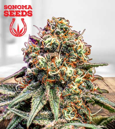 Cotton Candy Strain