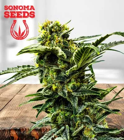 Early Girl Strain