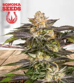 Fucking Incredible Strain
