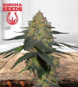 Kryptonite Strain