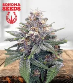 3 Kings Strain