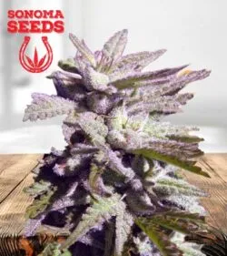 BC Hash Plant Strain