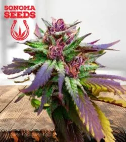 Blue Diesel Strain
