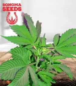 Bubba God Strain