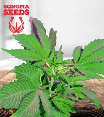 Bubba God Strain