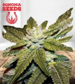 CBD Elixer Strain