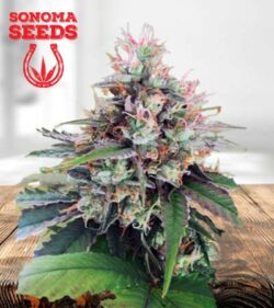 CBD God Strain