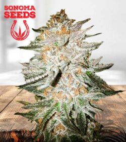 Cherry Punch Strain