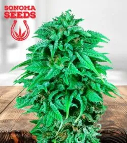Durban Poison Strain