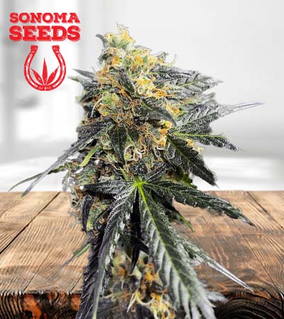 Garananimals Strains