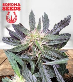 Grease Gun Strain