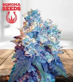 Jack Herrer Strain