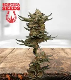 Peanut Butter Soulfie Strain