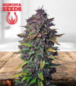 Purple Punch Strain