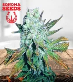 Romulan Strain