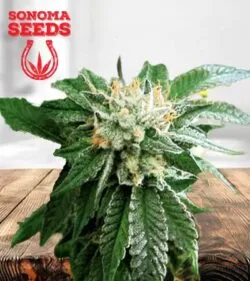 Shiatsu Kush Strain