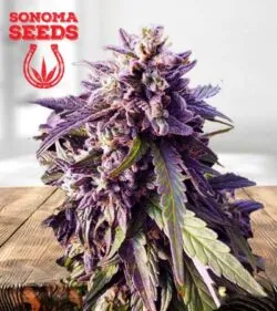 Texeda Timewarp Strain