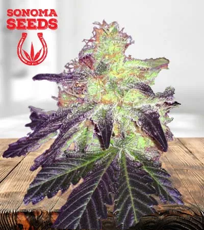 Gorilla Crush Strain
