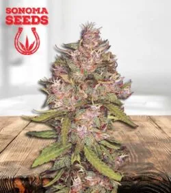 Grape Crush Gelato Strain