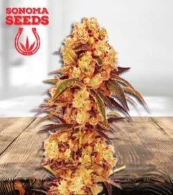 CBD Hemp Star Strain