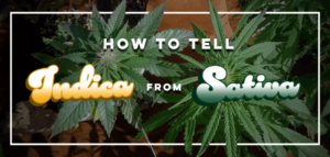 How To Tell Indica From Sativa