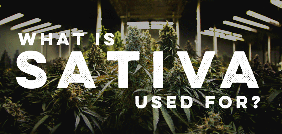 What Is Sativa Used For