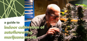 autoflowering marijuana seeds