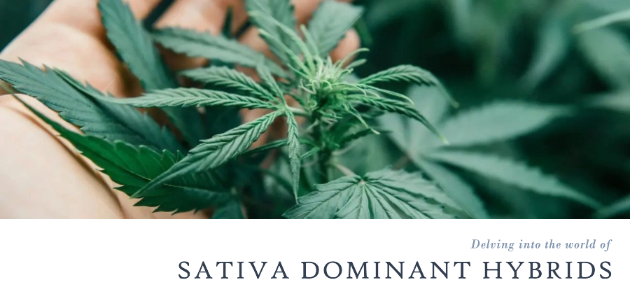 hybrid marijuana seeds