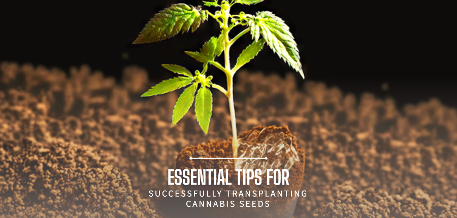 Cannabis Seeds