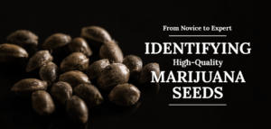marijuana seeds