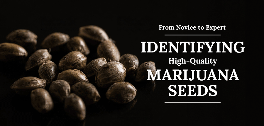 marijuana seeds