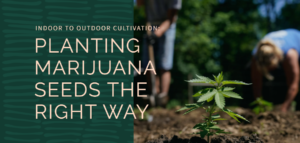 indoor marijuana seeds
