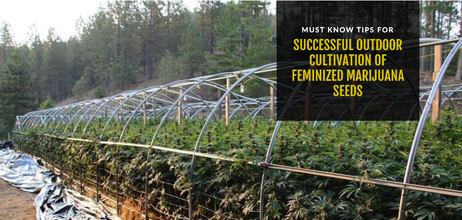 feminized marijuana seeds