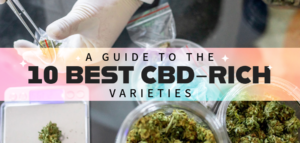 10 Best CBD Rich Cannabis Varieties