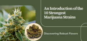 10 Strongest Marijuana Strains