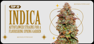 Top 10 Indica Autoflower Strains