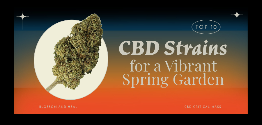 Top 10 CBD Strains