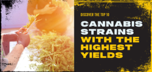 Top 10 Cannabis Strains with the Highest Yields