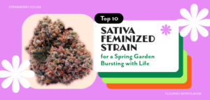 Top-10-Sativa-Feminized-Strains