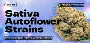 Top-10-Sativa-Autoflower-Strains