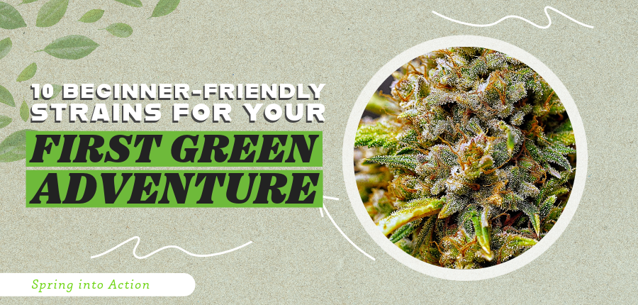 Top-10-Beginner-Friendly-Strains