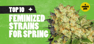 Top-10-Feminized-Strains