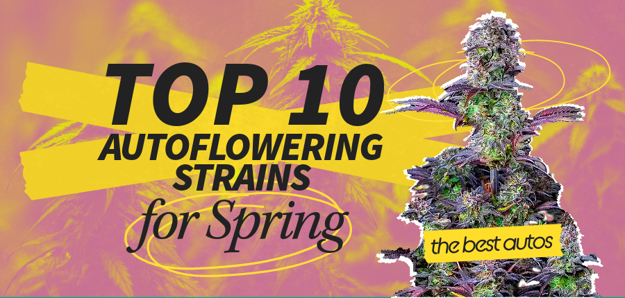Top-10-Autoflower-Strains