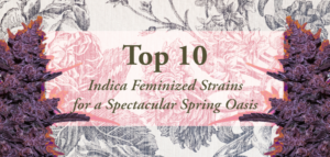 Top-10-Indica-Feminized-Strains