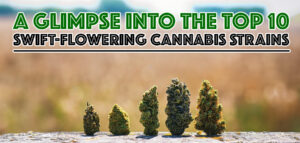 Top-10-Swift-Flowering-Cannabis-Strains