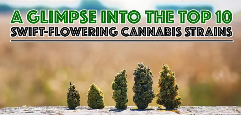 Top-10-Swift-Flowering-Cannabis-Strains