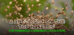 Top-10-Seeds-for-Feminized-Cannabis-Cultivation