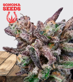 Banana Cream Sundae Strain