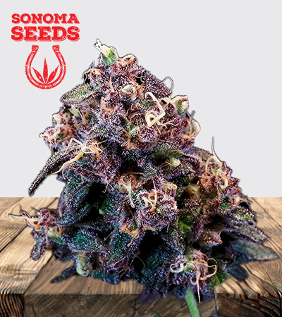 Berry Pie Strain