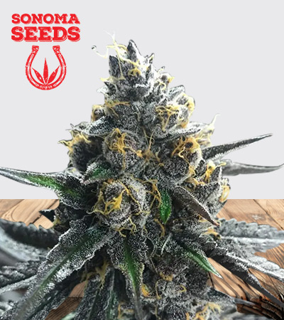 Divorce Cake Strain